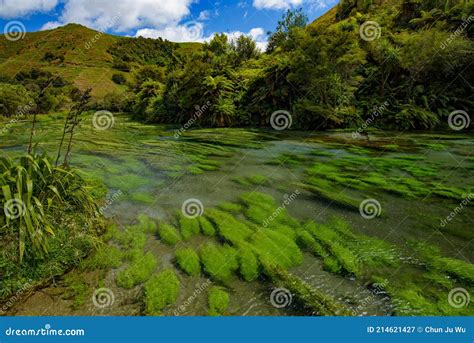 Blue Spring Along Te Waihou Walkway In Hamilton New Zealand Stock