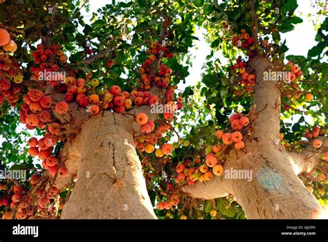 Israel The ripe uneatable fruit of a Ficus sycomorus sycamore fig or fig mulberry native to the ...