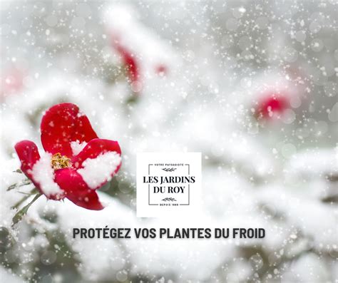 Les Meilleures Astuces Pour Prot Ger Vos Plantes Cet Hiver