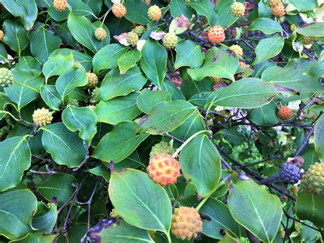 Dogwood Seed Pods Photo by John Jeffries Williamsburg, VA 2018