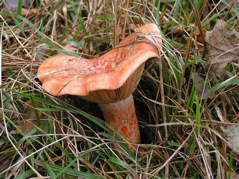 Lactarius deliciosus Guía Completa de Identificación de Hongos