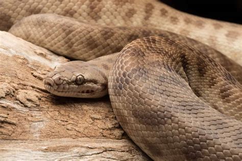 7 Pet Snakes That Stay Small A Z Animals