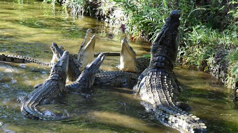 Inside Haller Park Mombasa Mombasa Kenya Wildlife Youtube