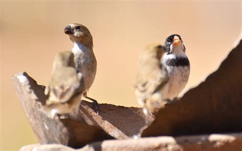 Foto golinho Sporophila albogularis Por Luís Alencar Rômulo Maia