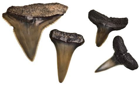 Fossil Analysis of Teeth Reveals Human Diets - The Courtyard Clinic