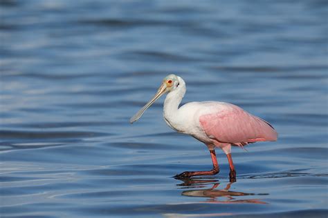 The Spoonbill That Saved Our Morning! Everybody Loves Em… « Arthur ...