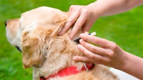 Early tick season: Tips for protecting dogs against ticks | CBC News