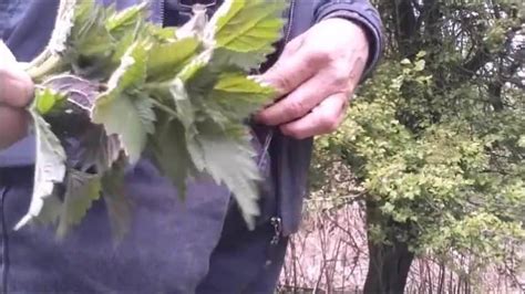 BDSM Tortur Penis With Stinging Nettles Gay Man Porn XHamster