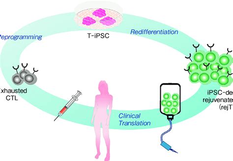 Rejuvenation Of Antigen Specific CTL For Adoptive T Cell Therapy CTL