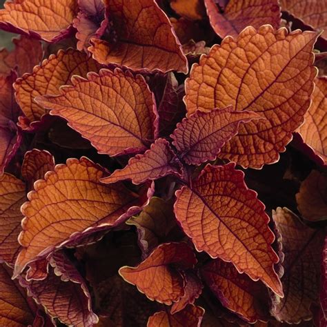 Coleus Main Street Wall Street™ Coleus Garden Center Marketing