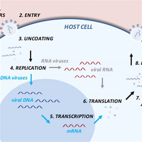 Schematic Representation Of The Viral Life Cycle The Virus Recognizes