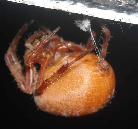 Useing Their Spiders Spinnerets