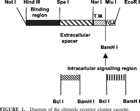 Figure 1 From Activation Of Resting Human Primary T Cells With Chimeric