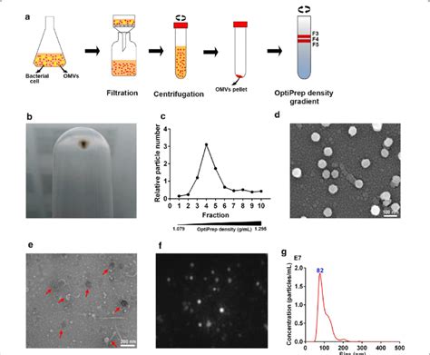 Preparation And Visualization Of OMVs Derived From Avian Pathogenic