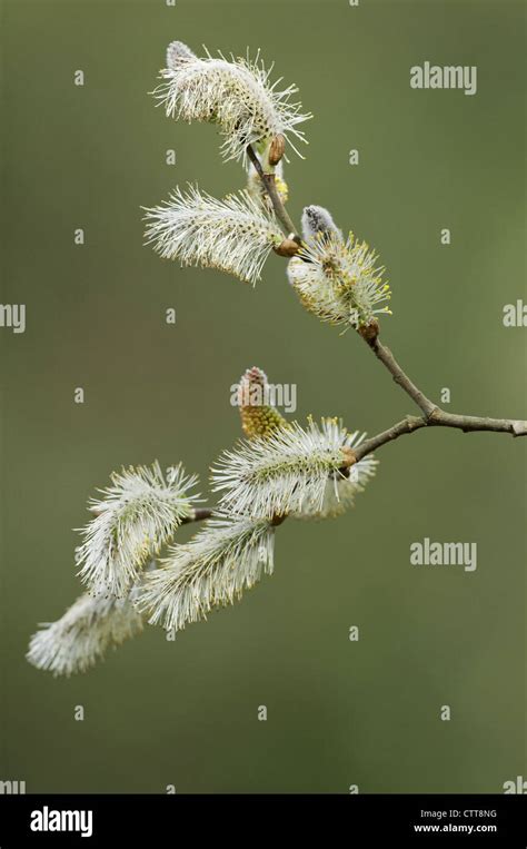 Salix Caprea Pussy Willow Grey Green Stock Photo Alamy
