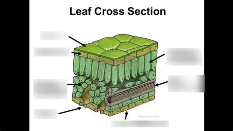 Cross Section Of A Leaf Diagram Quizlet