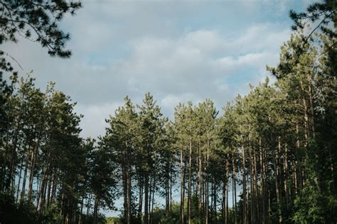 Bohemian Forest Engagement // Andrea & Devin - Daring Wanderer