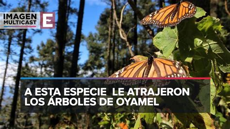 Mariposa Monarca Encuentra Un Nuevo Refugio Jiquipilco Youtube