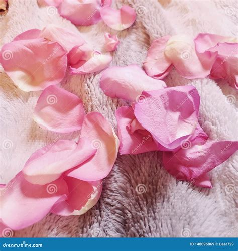 Pink Roses Flower Pedals Lying On The Ground Stock Image Image Of