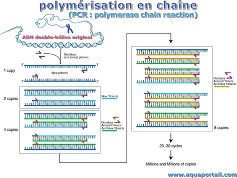 Polym Risation En Cha Ne D Finition Et Explications