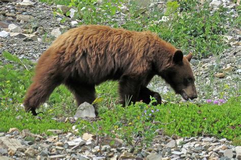 Cinnamon-phase Black Bear Photograph by Barclay At Large - Pixels