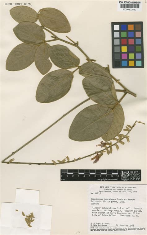 Cerradicola Aurea L P Queiroz Plants Of The World Online Kew Science