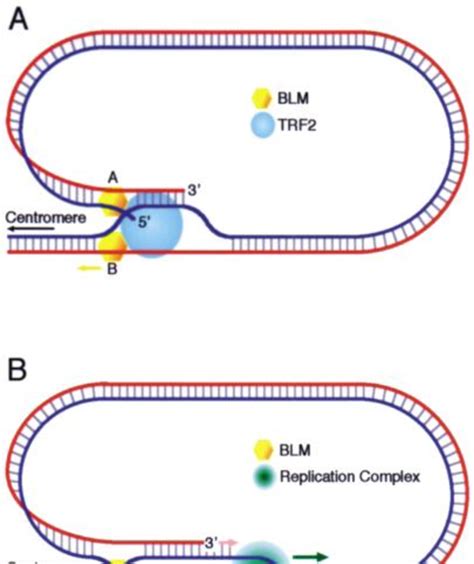 Figure 1 1 From ROLE OF FANCM IN TELOMERE MAINTENANCE IN ALTERNATIVE