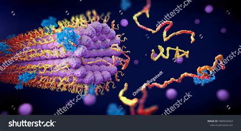 Protein Enzymes Fold Into Their Structure Stock Illustration 1800659563