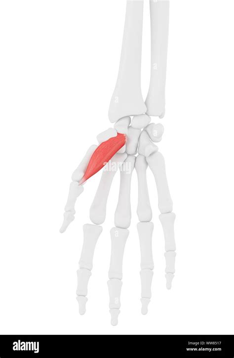 Abductor pollicis brevis muscle, illustration Stock Photo - Alamy