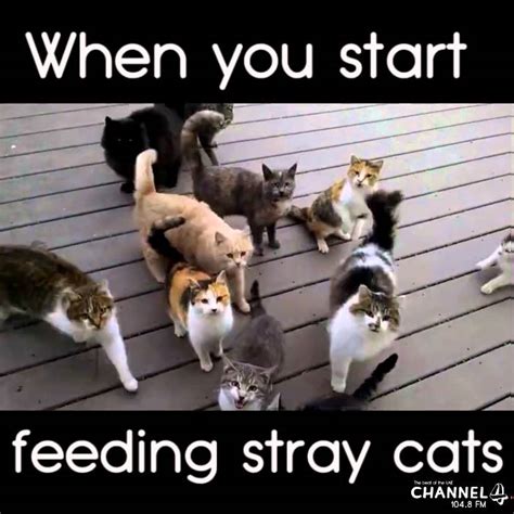 When You Start Feeding Stray Cats Youtube