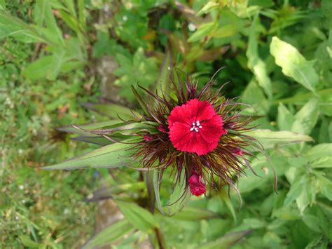 Oeillet De Po Te Plantes Sauvages Botanique Jardin Et Potager