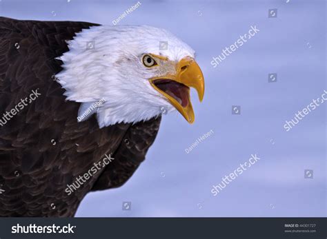 The Cry Of A Bald Eagle Stock Photo 44301727 : Shutterstock