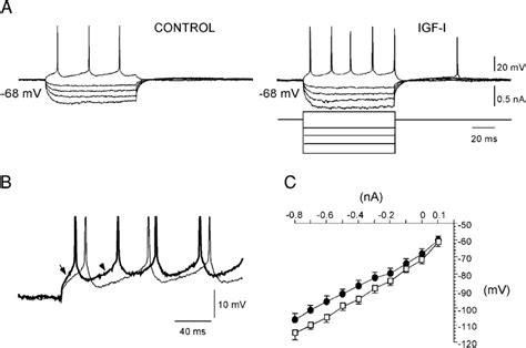 IGF I Increases The Excitability Of DCN Neurons A Current Pulse