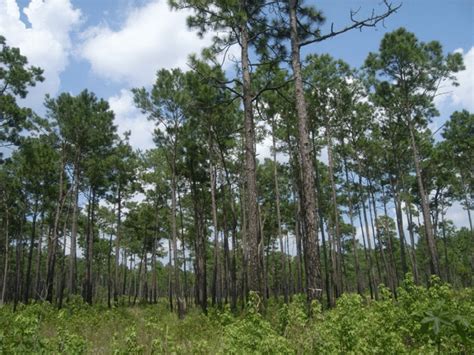 Spodosols primarily form along the coast of South Carolina in ...