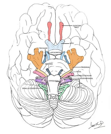 Cranial Nerves Medizzy