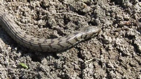 The Sheltopusik Pseudopus Apodus Pallass Glass Lizard Or The