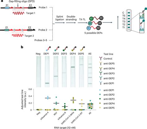 Multiplexed detection of synthetic RNA targets representing five ...