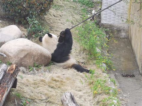 大熊猫成小11岁生日快乐！欢乐享用“冰爽鲜花竹筒蛋糕”！ 园内新闻江苏灵玲旅游文化有限公司