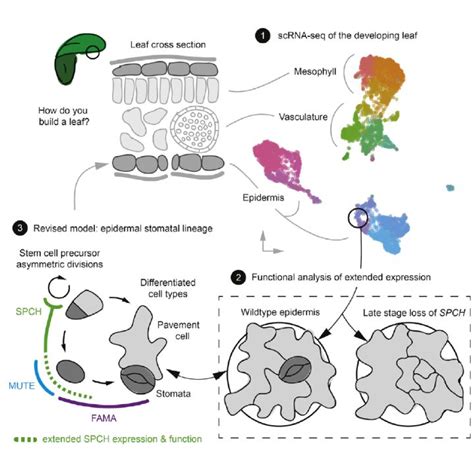 Single Cell Transcriptome Sequencing Reveals Lineage Trajectories Of