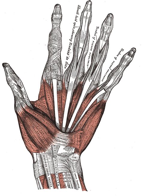 Hand Muscles Diagram | Quizlet