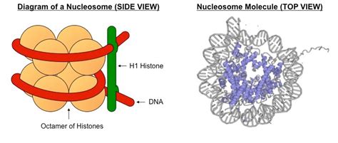 Nucleosome Model of Chromosomes : Plantlet