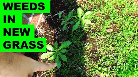 How To Get Rid Of Weeds In A New Lawn Youtube