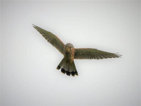 Kestrel Pray Bird Of Prey - Free photo on Pixabay - Pixabay