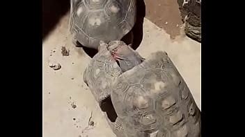 Menage De Jabuti Gaiato Xvideos