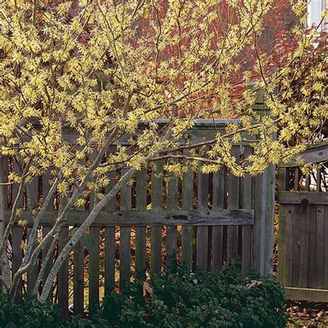 Common Witch Hazel Finegardening Garden Shrubs Plants Shrubs