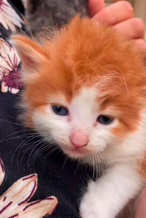 Woman Left In Stitches After Buying Kitten Than Looks Like Ed Sheeran