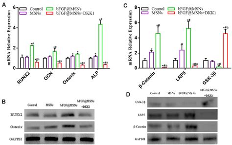 A Mrna Levels Of The Osteogenesis Related Genes Runx Ocn Osterix