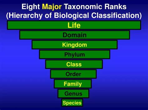 Ppt Eight Major Taxonomic Ranks Hierarchy Of Biological Classification Powerpoint