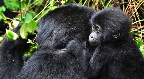 Days Gorilla Trekking Tour Bwindi Adventure Uganda Safari