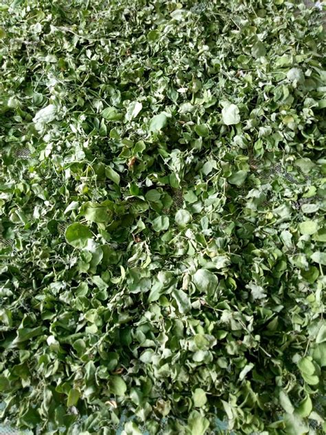 Green Dry Moringa Leaves Packaging Size Kg At Rs Kg In